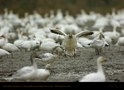 SnowGoose_Landing_9062