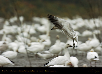 SnowGoose_Landing_9066