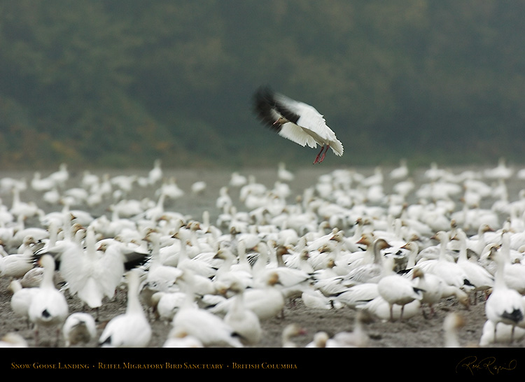 SnowGoose_Landing_9088