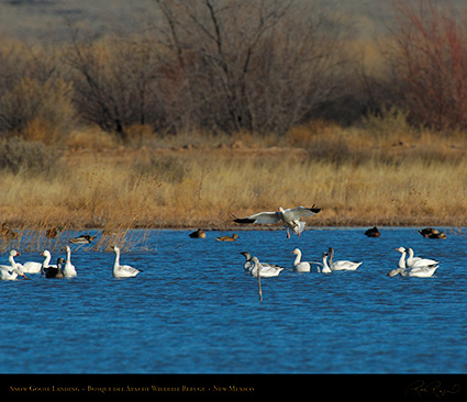 SnowGoose_Landing_X9477M