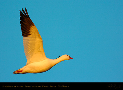 Ross'sGoose_atSunrise_5564