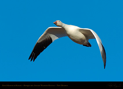 Ross'sGoose_inFlight_2134