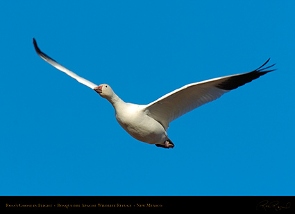 Ross'sGoose_inFlight_2135