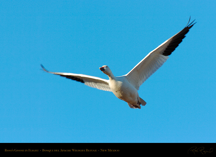 Ross'sGoose_inFlight_2989