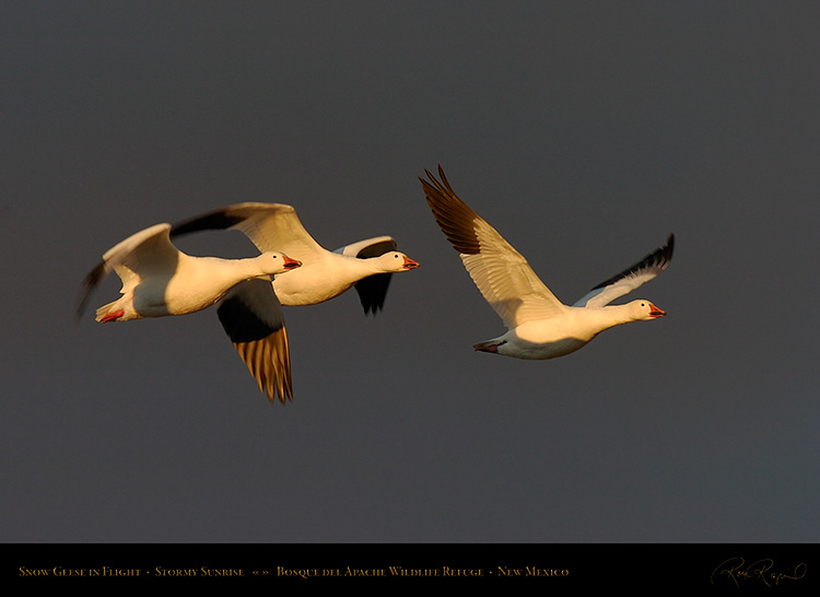 SnowGeese_atSunrise_3658