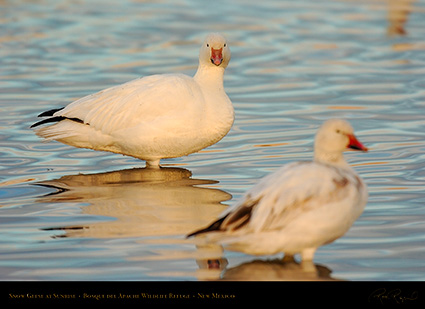 SnowGeese_atSunrise_6448