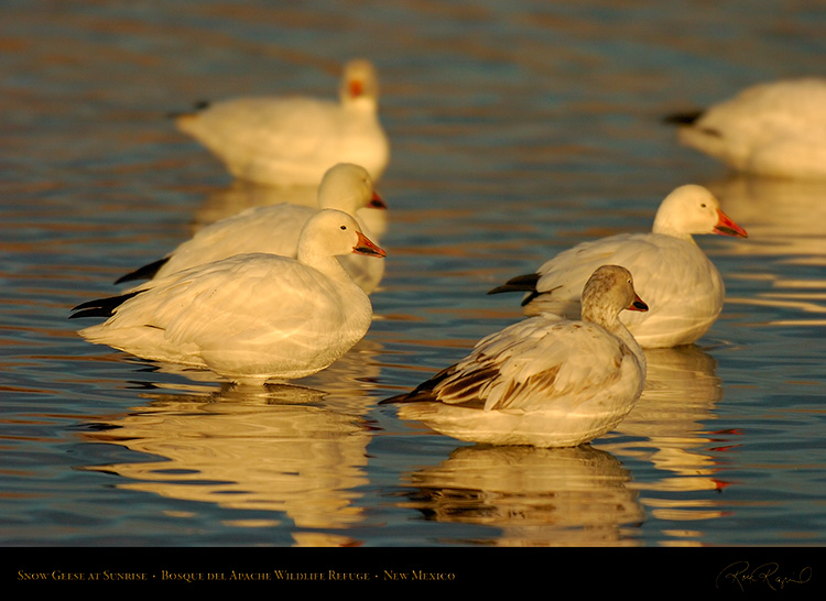 SnowGeese_atSunrise_6450