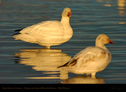 SnowGeese_atSunrise_6452