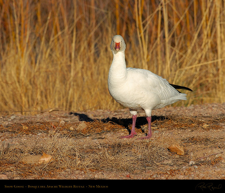 SnowGoose_1780M