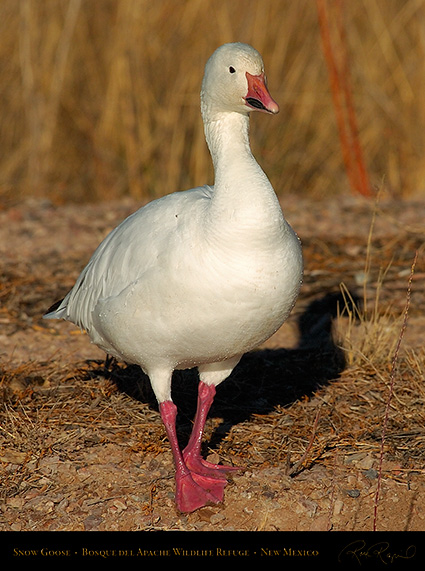 SnowGoose_1795c