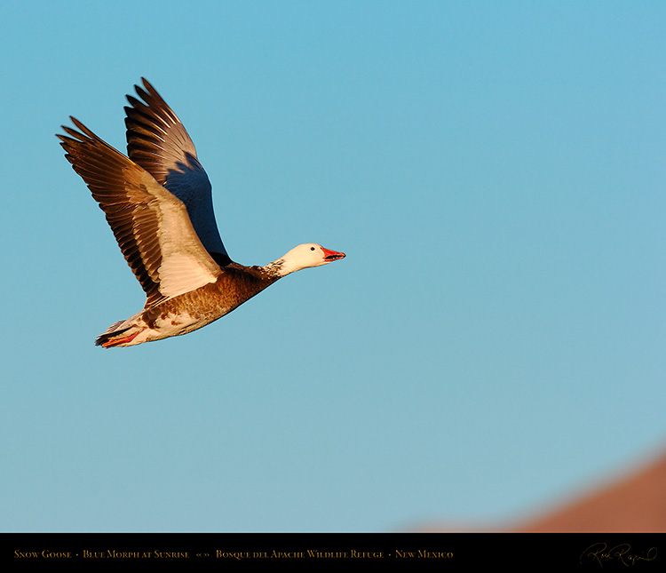 SnowGoose_BlueMorph_atSunrise_4540M