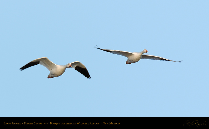 SnowGoose_FlightStudy_6718-19_16x9_SXL