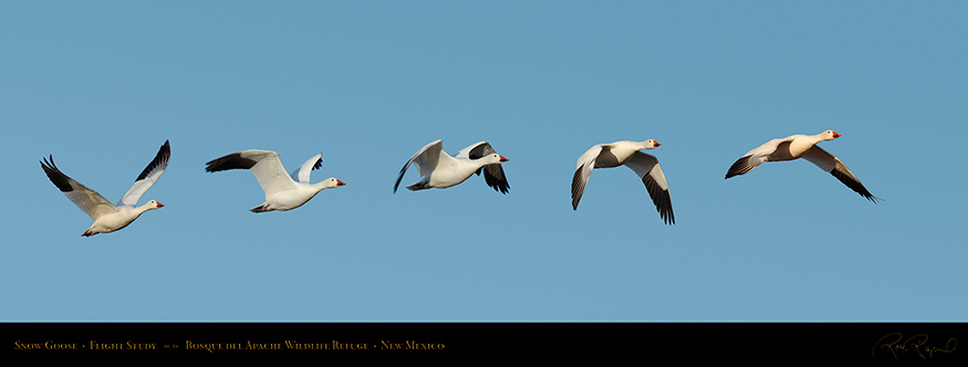 SnowGoose_FlightStudy_SXXL