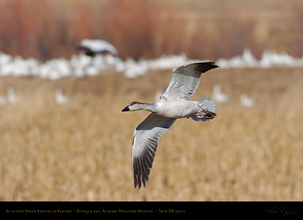 SnowGoose_Juvenile_2227