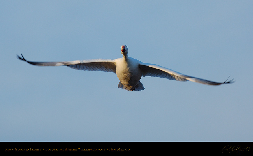 SnowGoose_MorningFlight_X0850_16x9