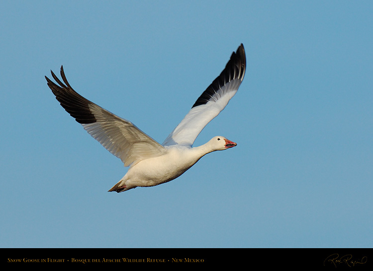 SnowGoose_MorningFlight_X0865