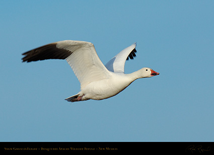 SnowGoose_MorningFlight_X0875