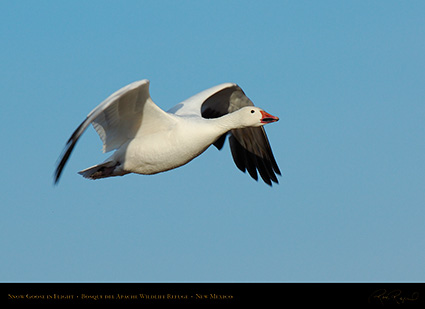 SnowGoose_MorningFlight_X0876