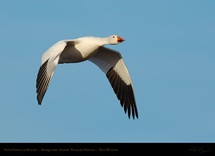 SnowGoose_MorningFlight_X0877