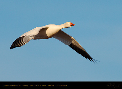 SnowGoose_MorningFlight_X0878