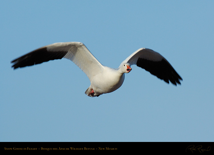 SnowGoose_MorningFlight_X0888