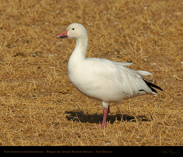 SnowGoose_X3760M