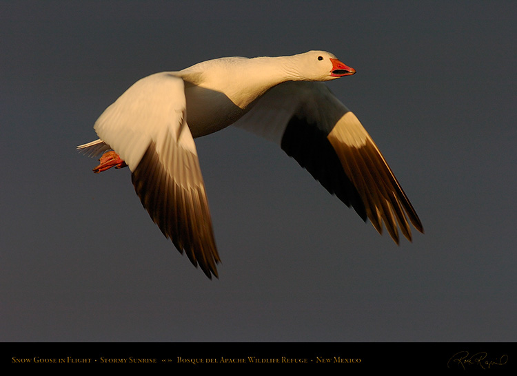 SnowGoose_atSunrise_3696