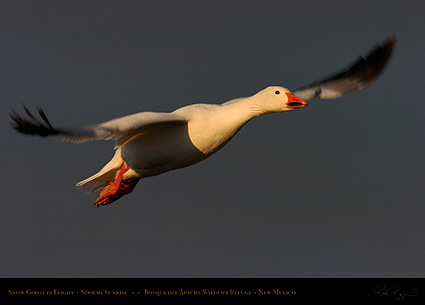 SnowGoose_atSunrise_3697