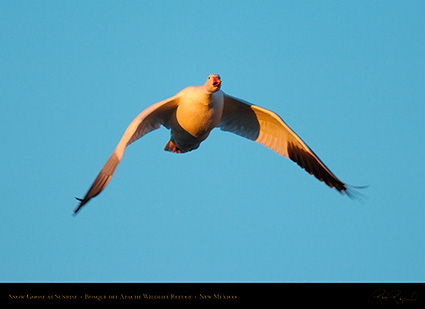 SnowGoose_atSunrise_4009