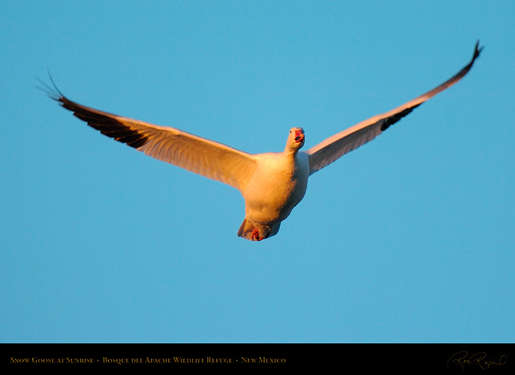 SnowGoose_atSunrise_4010