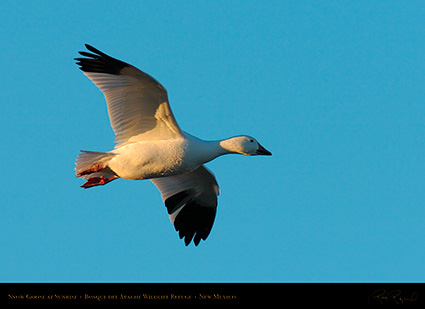 SnowGoose_atSunrise_4088