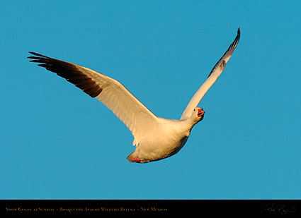 SnowGoose_atSunrise_4104