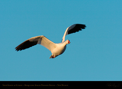 SnowGoose_atSunrise_4110