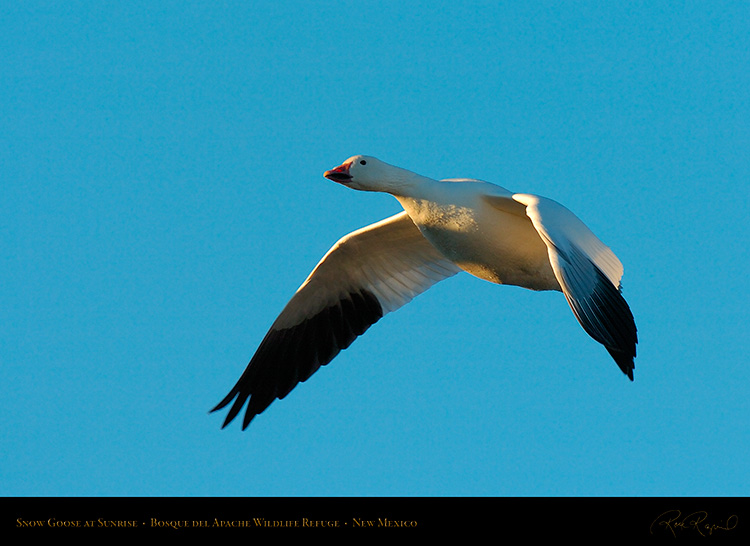 SnowGoose_atSunrise_4117