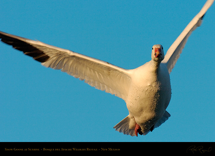 SnowGoose_atSunrise_4152