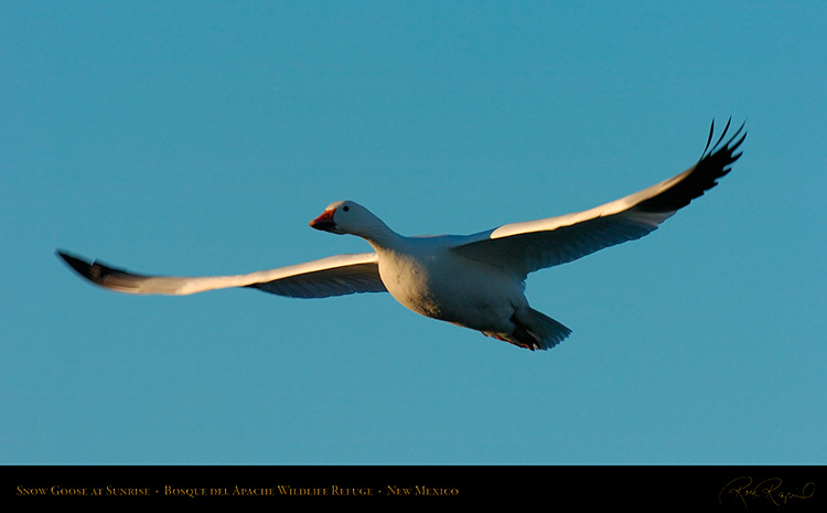 SnowGoose_atSunrise_4158