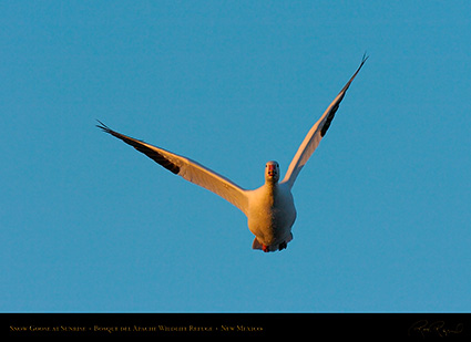 SnowGoose_atSunrise_4675