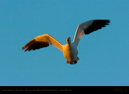 SnowGoose_atSunrise_4678