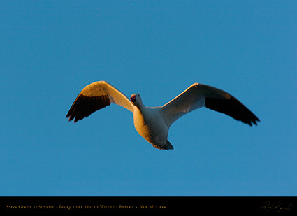 SnowGoose_atSunrise_4737