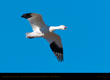 SnowGoose_inFlight_2230