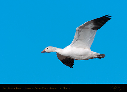 SnowGoose_inFlight_2236