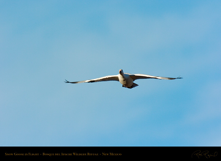 SnowGoose_inFlight_2987