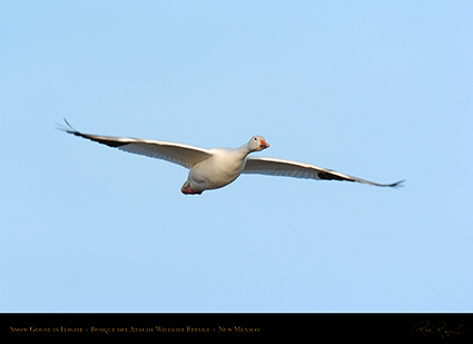 SnowGoose_inFlight_6719