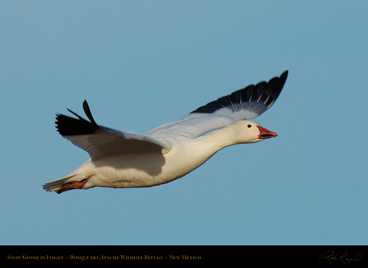 SnowGoose_inFlight_X0866