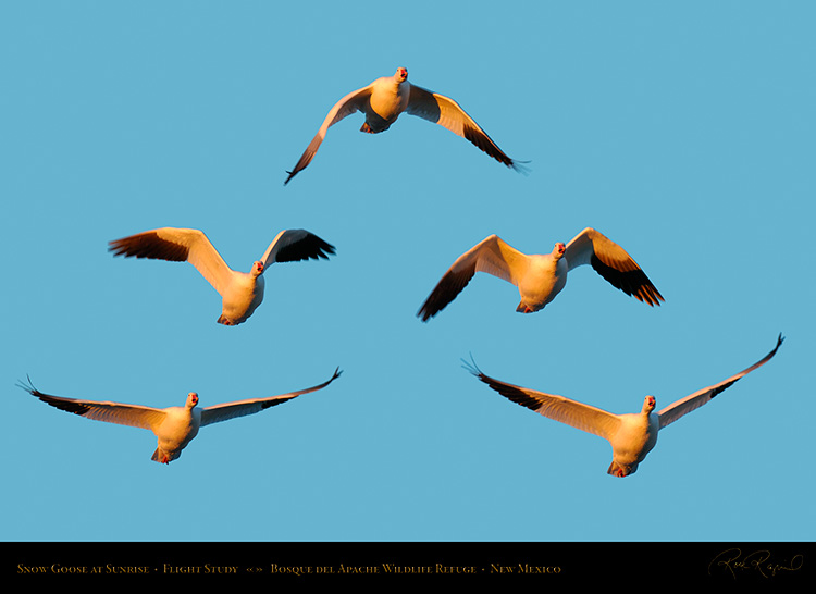 Snow_Goose_Flight_Study_4007-11_SXL