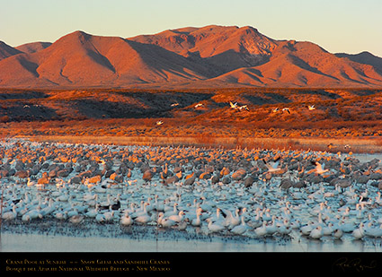 Bosque_Crane_Pool_at_Sunrise_3264