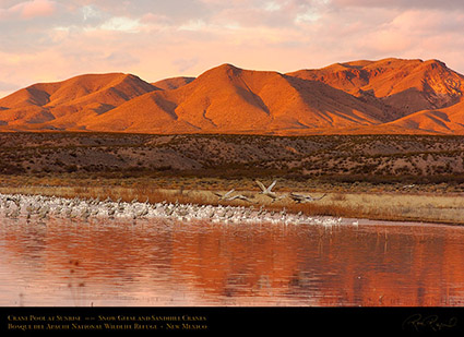 Bosque_Crane_Pool_at_Sunrise_6372