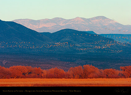 Bosque_SnowGeese_atSunrise_HS1065