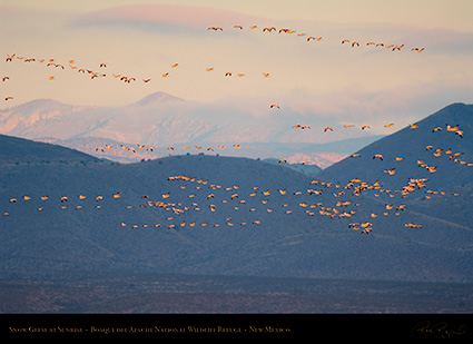 Bosque_SnowGeese_atSunrise_X3501