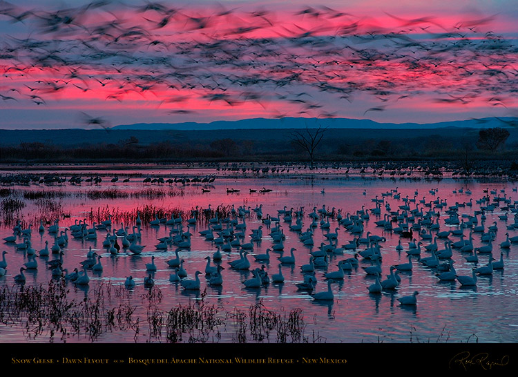 Bosque_delApache_DawnFlyout_2232